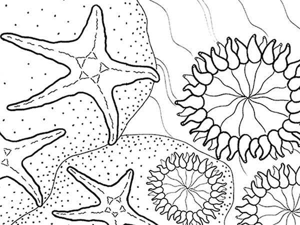 Anemone coloring #16, Download drawings