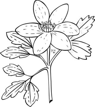 Anemone svg #15, Download drawings