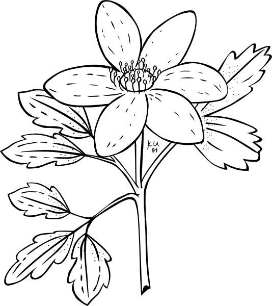Anemone svg #1, Download drawings