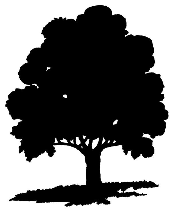 Angel Oak Tree clipart #18, Download drawings