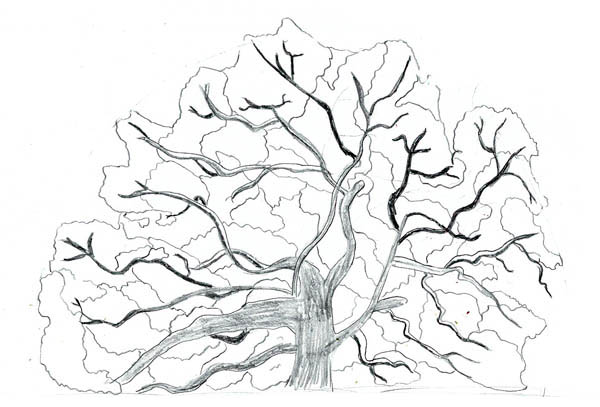 Angel Oak Tree coloring #12, Download drawings