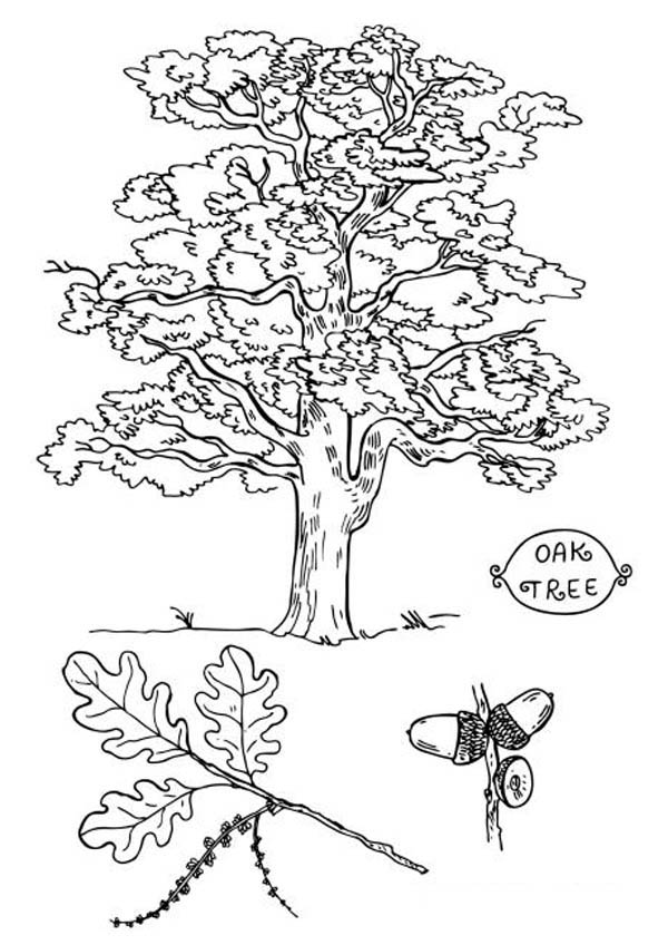 Angel Oak Tree coloring #6, Download drawings