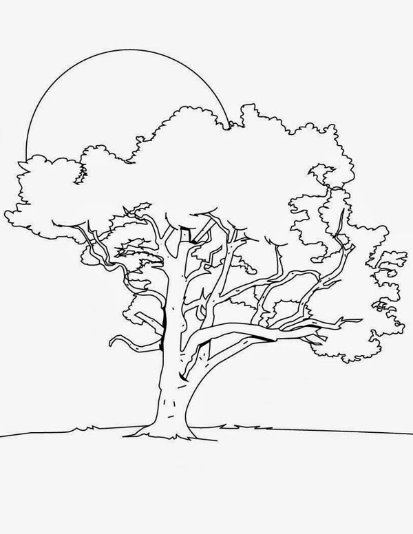 Angel Oak Tree coloring #5, Download drawings