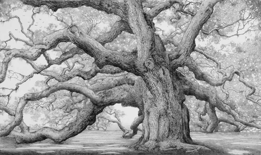 Angel Oak Tree coloring #3, Download drawings