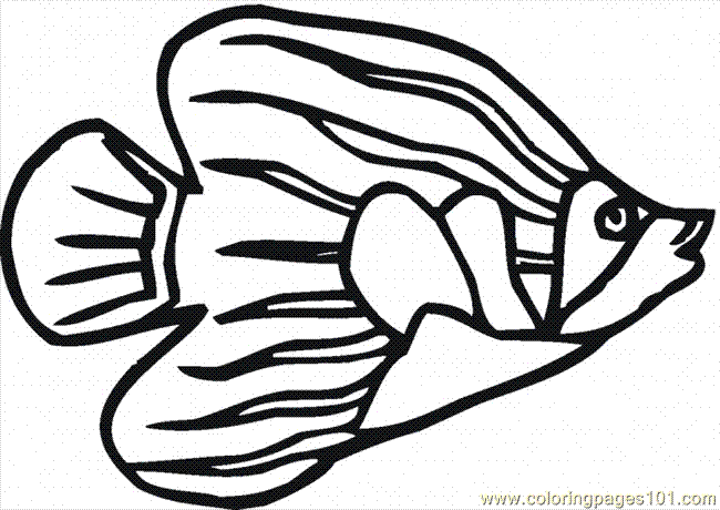 Angelfish coloring #7, Download drawings