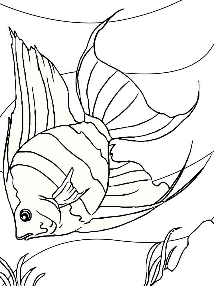 Angelfish coloring #3, Download drawings