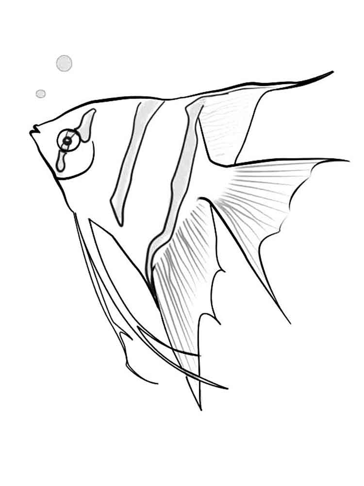 Angelfish coloring #4, Download drawings