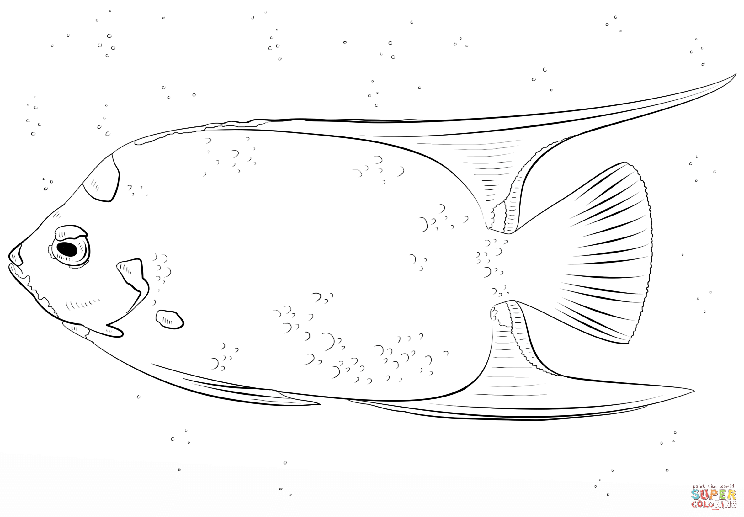 Angelfish coloring #1, Download drawings