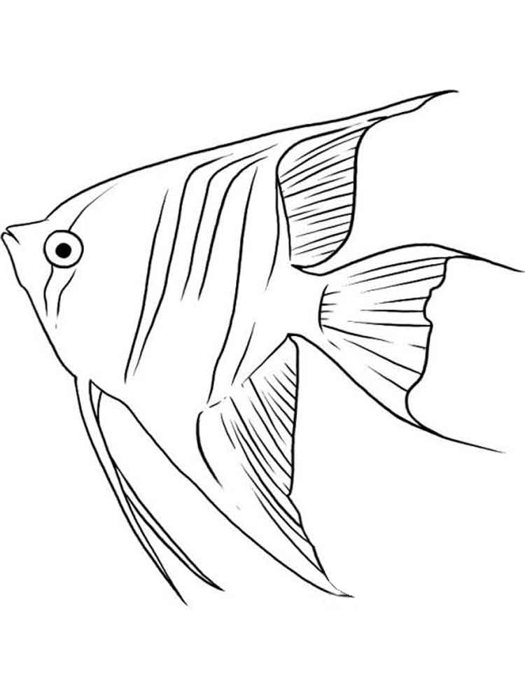 Angelfish coloring #14, Download drawings