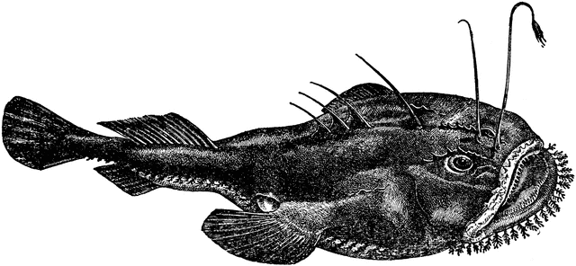 Anglerfish clipart #4, Download drawings