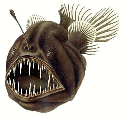 Anglerfish clipart #7, Download drawings