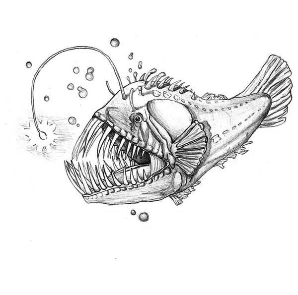 Anglerfish coloring #4, Download drawings