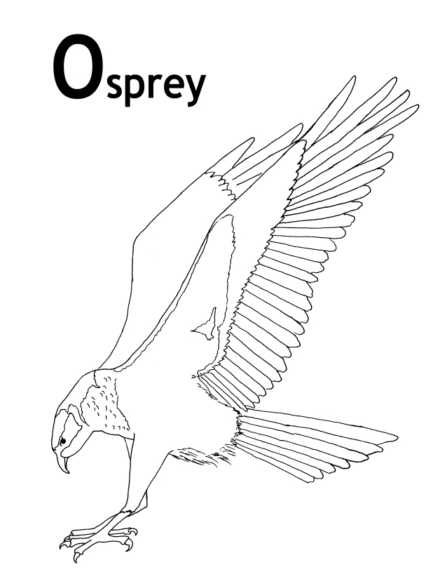 Osprey coloring #15, Download drawings