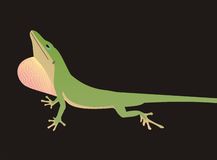 Anole clipart #10, Download drawings