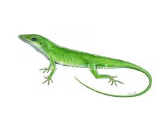 Anole clipart #19, Download drawings