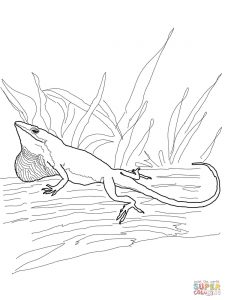 Anole coloring #17, Download drawings
