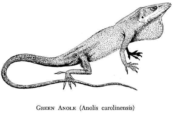 Anole coloring #9, Download drawings