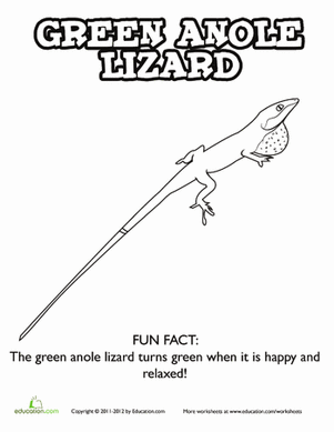 Anole coloring #19, Download drawings