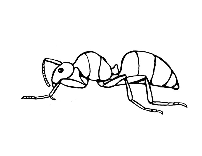 Ant coloring #3, Download drawings