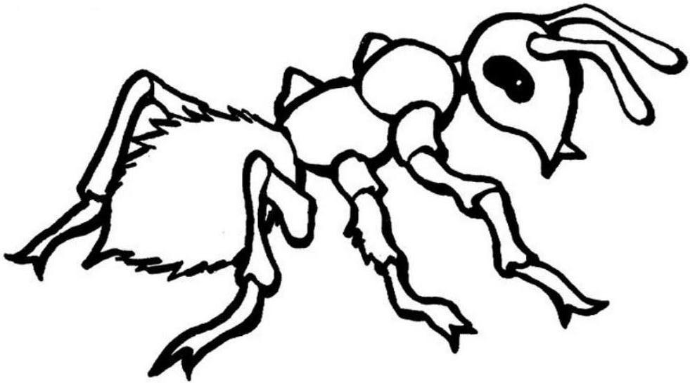 Ant coloring #5, Download drawings