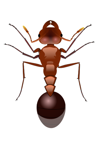 Ant svg #19, Download drawings