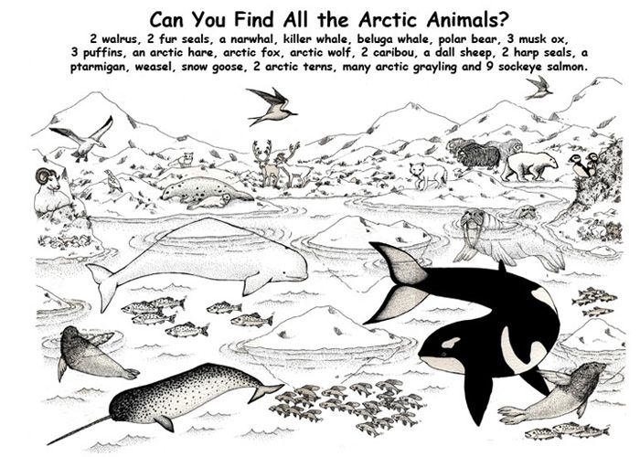 Antarctica coloring #1, Download drawings