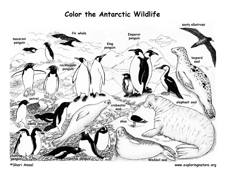 Antarctica coloring #17, Download drawings