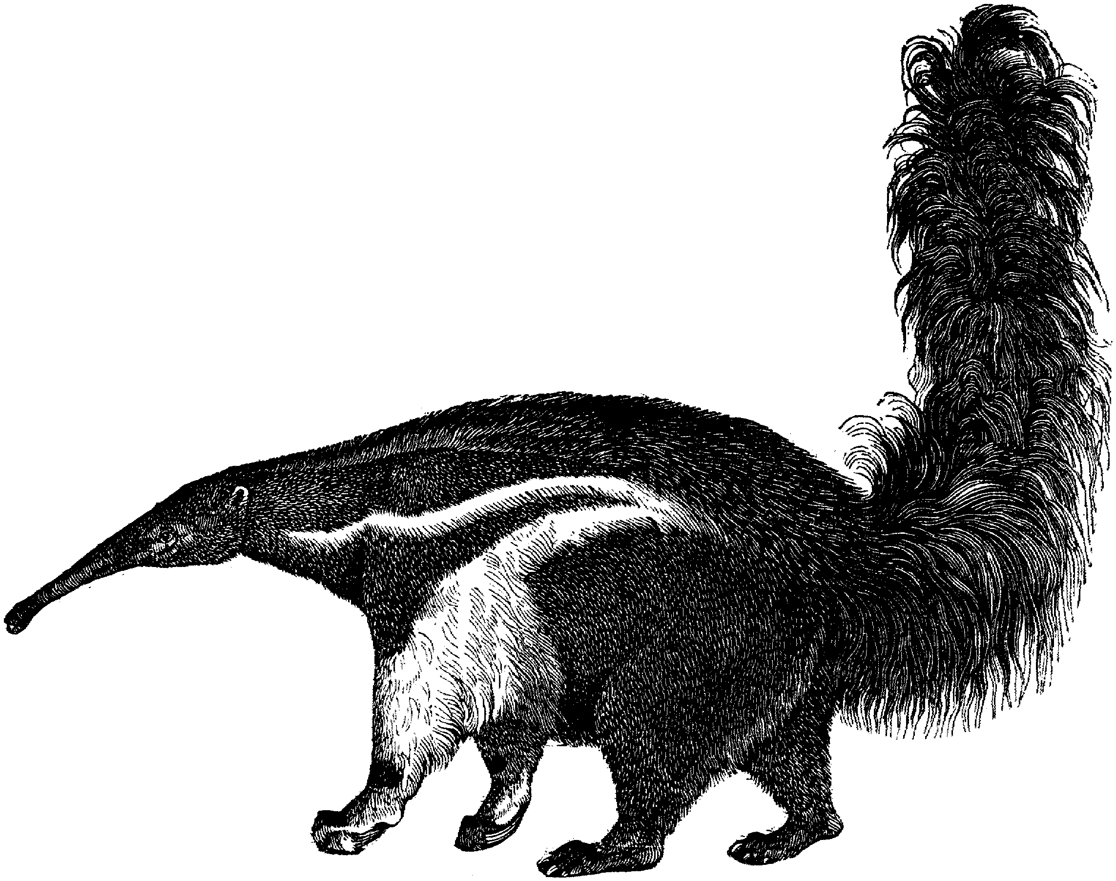 Anteater clipart #3, Download drawings