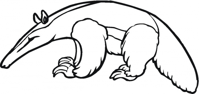 Anteater coloring #3, Download drawings