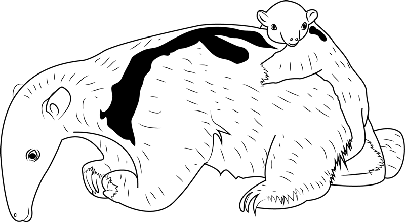 Anteater coloring #5, Download drawings