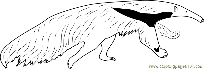 Anteater coloring #7, Download drawings