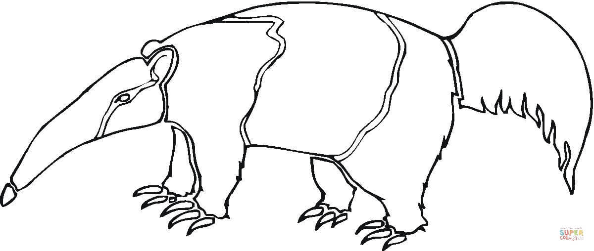 Anteater coloring #13, Download drawings