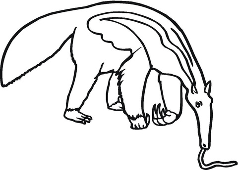 Anteater coloring #15, Download drawings