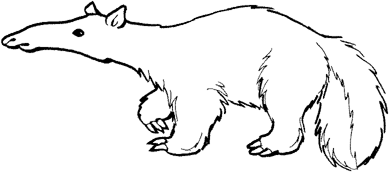 Anteater coloring #2, Download drawings