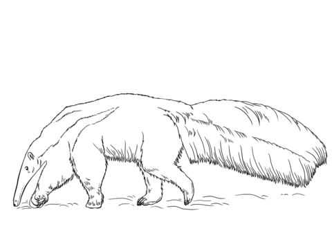 Anteater coloring #8, Download drawings