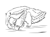 Anteater coloring #19, Download drawings