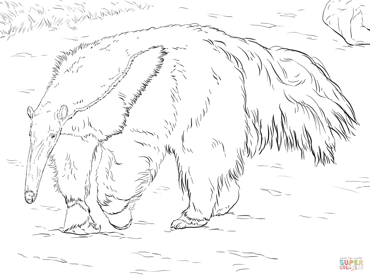 Anteater coloring #12, Download drawings