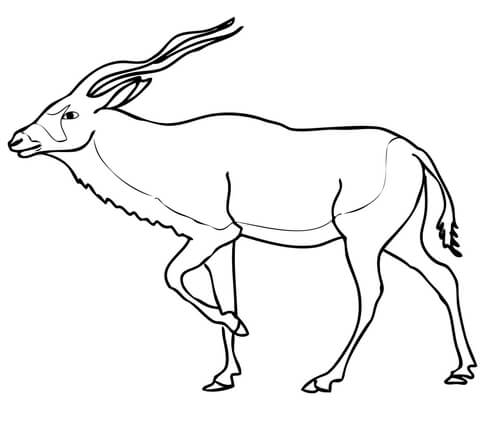 Pronghorn Antelope coloring #2, Download drawings