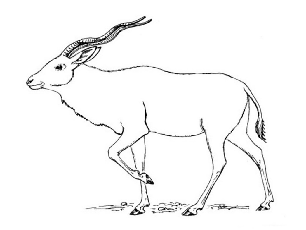 Antelope coloring #13, Download drawings
