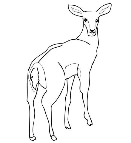 Antelope coloring #5, Download drawings