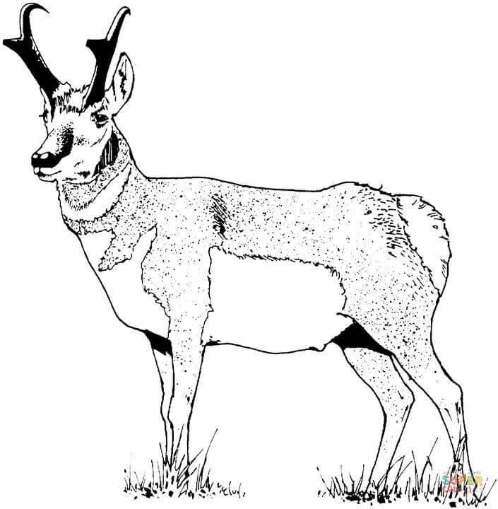 Pronghorn Antelope coloring #1, Download drawings
