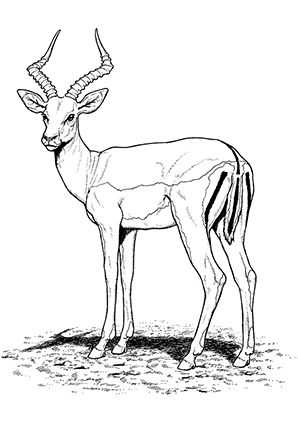 Antelope coloring #3, Download drawings