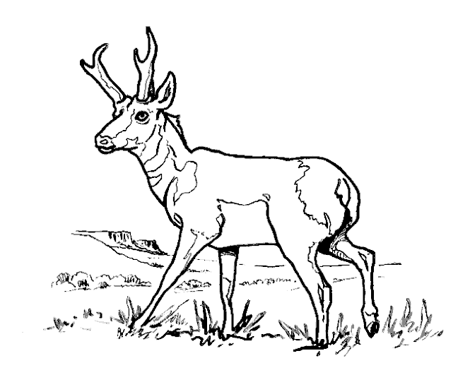 Antelope coloring #19, Download drawings
