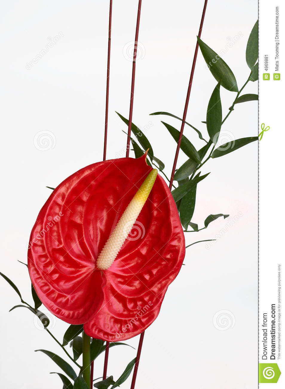 Anthurium clipart #2, Download drawings