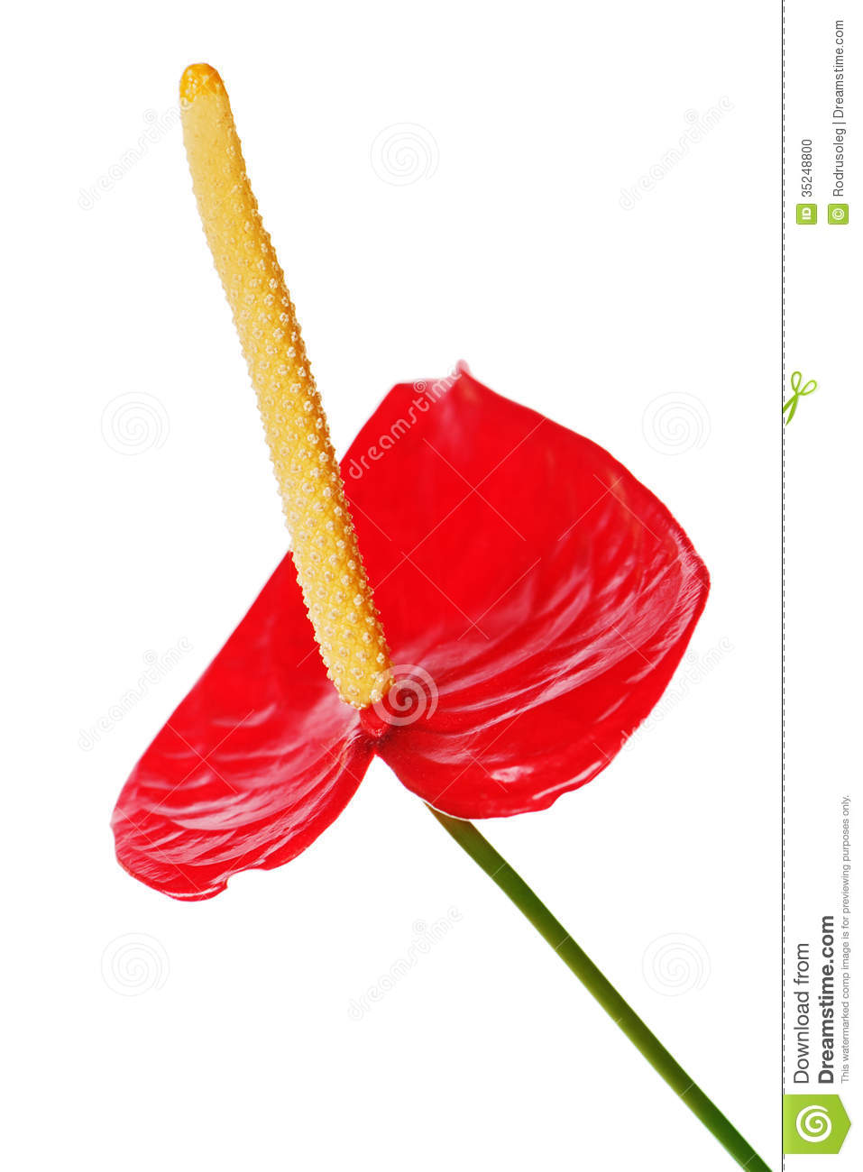 Anthurium clipart #9, Download drawings