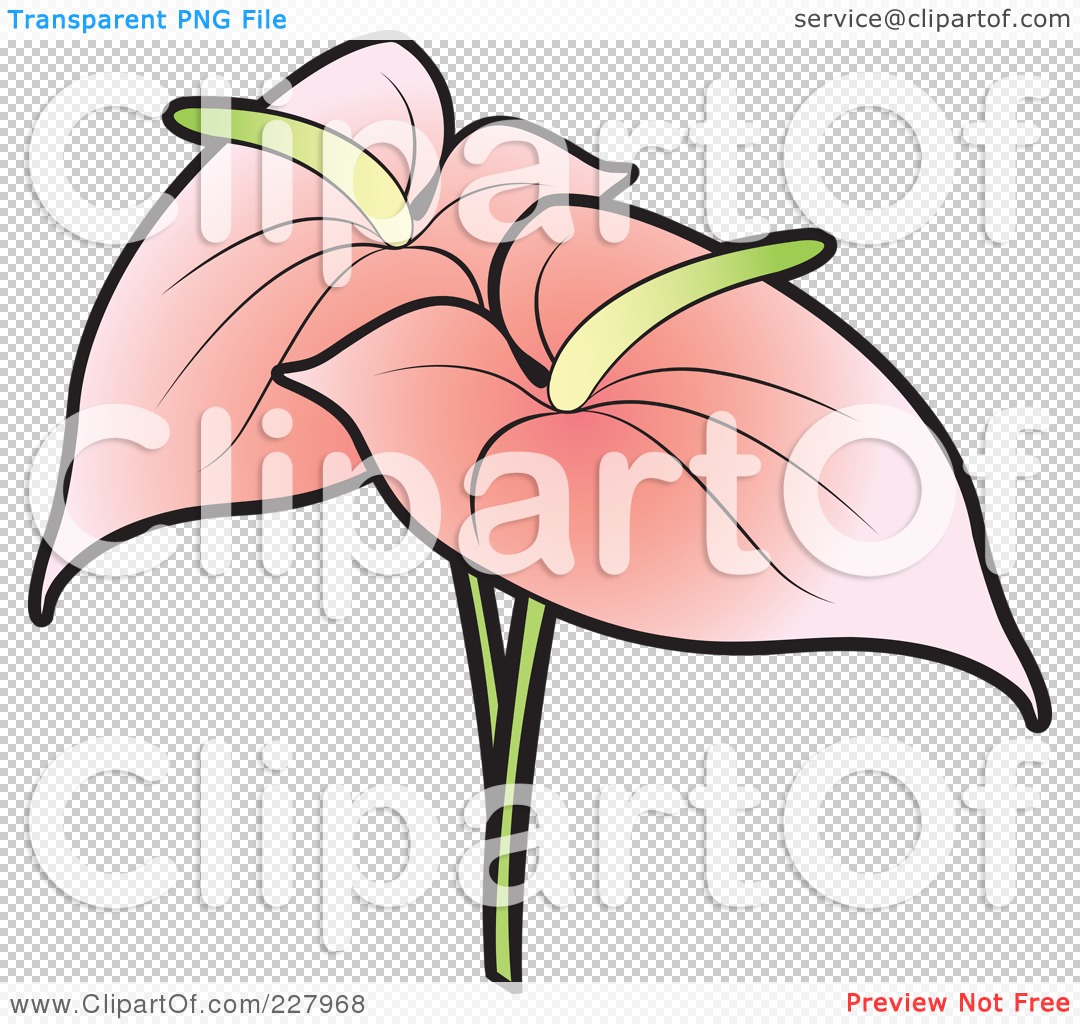 Anthurium clipart #7, Download drawings