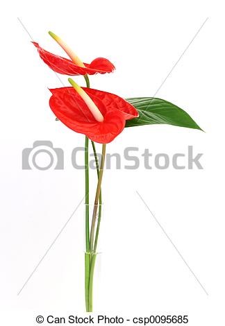 Anthurium clipart #8, Download drawings