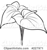 Anthurium coloring #16, Download drawings