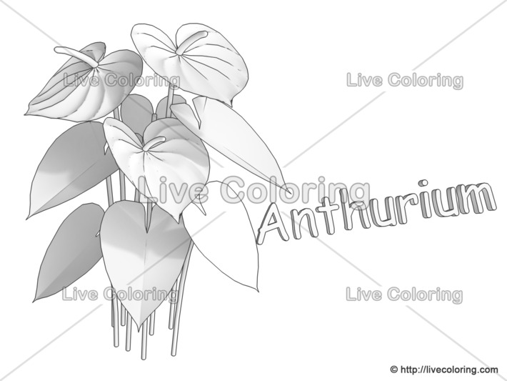Anthurium coloring #9, Download drawings
