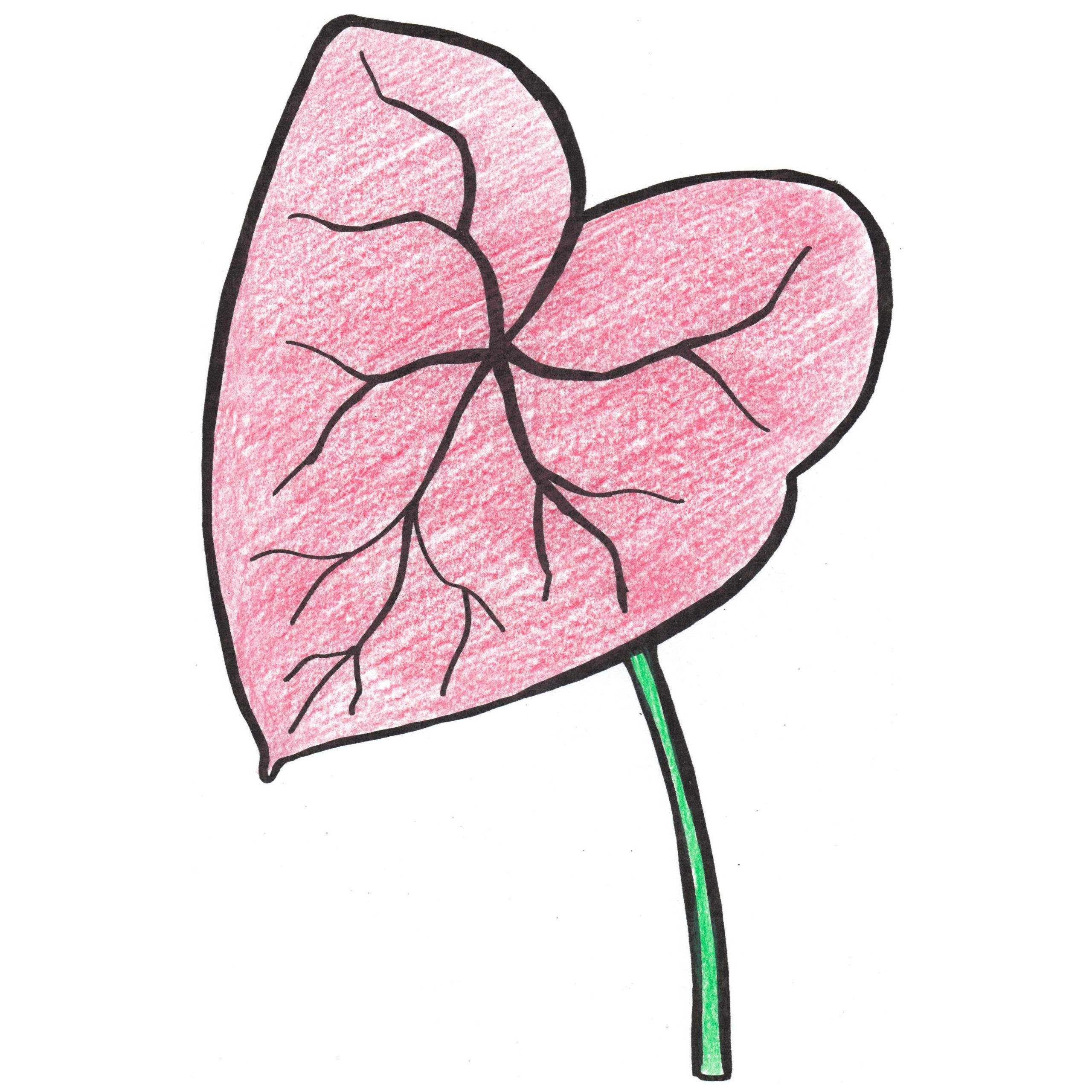 Anthurium coloring #4, Download drawings